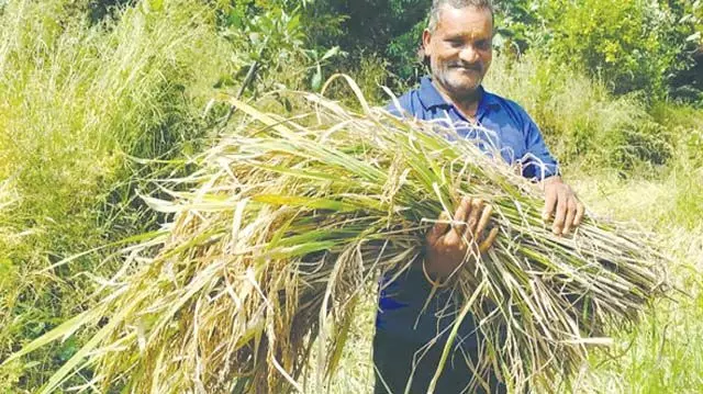 GOA: मनोहर संकलकर ने आधुनिक मशीनीकरण के बीच पारंपरिक धान की कटाई को बरकरार रखा