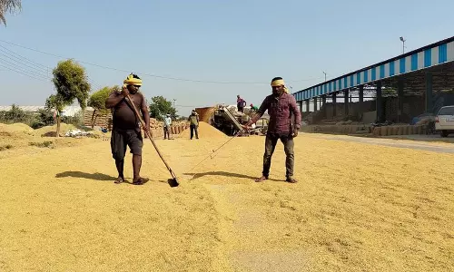 Haryana: धान उठान में सुधार, अंबाला मंडियों से 88.12% स्टॉक निकाला गया Haryana: धान उठान में सुधार, अंबाला मंडियों से 88.12% स्टॉक निकाला गया