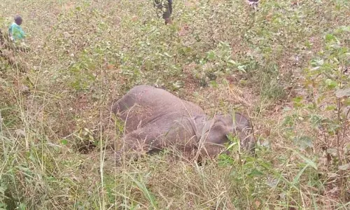 Odisha वन मंत्री ने 50 जंगली जानवरों की अप्राकृतिक मौतों की जांच के आदेश दिए