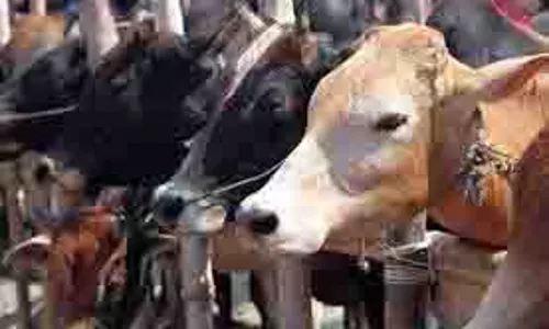 Punjab:  गायों से भरे ट्रक के साथ 2 तस्कर गिरफ्तार