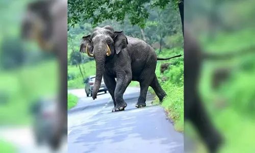 Pandalam के कुंड पर लेट गया हाथी: देर रात हाथी पर अटका था पहला पपन Pandalam के कुंड पर लेट गया हाथी: देर रात हाथी पर अटका था पहला पपन