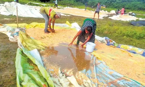 Telangana: वारंगल में धान खरीद में देरी से किसान परेशान