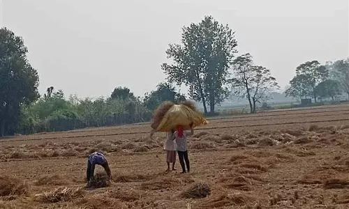 राज्य में पराली से बने पशु आहार को कोई खरीदार नहीं: Plant owner