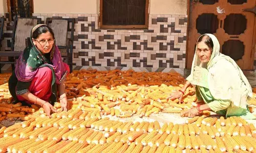 Harned village ने प्राकृतिक खेती को अपनाया