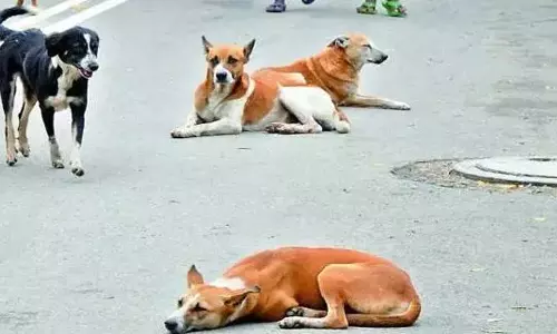 Hyderabad: तीन आवारा कुत्तों ने बच्चे पर हमला किया, अस्पताल में भर्ती