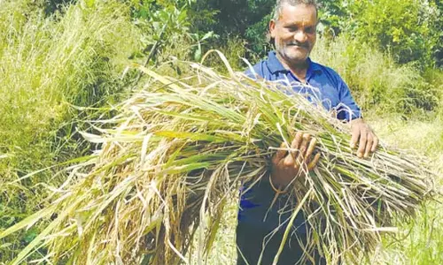 GOA: मनोहर संकलकर ने आधुनिक मशीनीकरण के बीच पारंपरिक धान की कटाई को बरकरार रखा GOA: मनोहर संकलकर ने आधुनिक मशीनीकरण के बीच पारंपरिक धान की कटाई को बरकरार रखा
