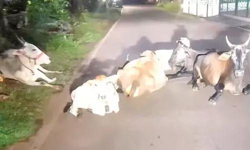 Sodiem-Siolim में आवारा पशुओं के मालिकों पर लगाम लगाएं