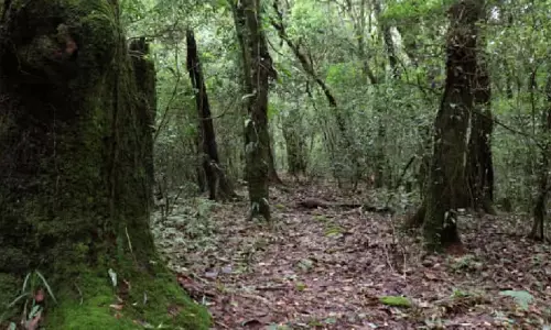Meghalaya दबाव समूह ने औद्योगिक विकास के लिए वन भूमि हस्तांतरण का विरोध