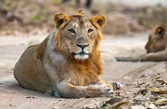 शेरनी के खौफ से थर्राया इलाका, दो बच्चों को उतारा मौत के घाट, ऐसे पकड़ा गया