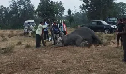 Umaria: 10 हाथियों की मौत पर केंद्र सरकार सख्त, मांगी रिपोर्ट