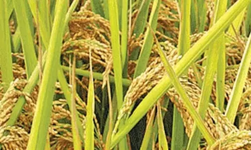 तेलंगाना में धान खरीद प्रक्रिया की निगरानी करेंगे वरिष्ठ IAS अधिकारी