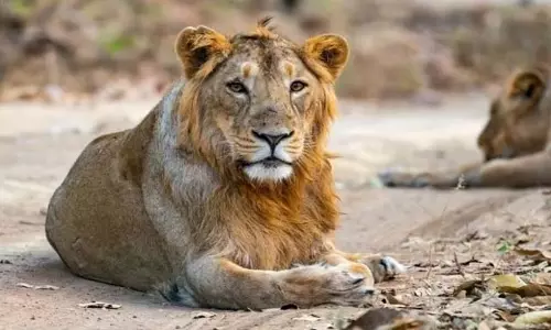 शेरनी के खौफ से थर्राया इलाका, दो बच्चों को उतारा मौत के घाट, ऐसे पकड़ा गया