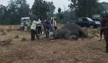 Umaria: 10 हाथियों की मौत पर केंद्र सरकार सख्त, मांगी रिपोर्ट Umaria: 10 हाथियों की मौत पर केंद्र सरकार सख्त, मांगी रिपोर्ट