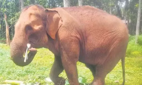 Odisha: चंडाका से स्थानांतरित किए गए हाथी की सिमिलिपाल टाइगर रिजर्व में इलाज के दौरान मौत Odisha: चंडाका से स्थानांतरित किए गए हाथी की सिमिलिपाल टाइगर रिजर्व में इलाज के दौरान मौत
