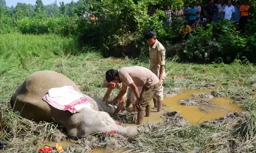 Assam : कामरूप जिले में दो जंगली हाथियों के शव बरामद Assam : कामरूप जिले में दो जंगली हाथियों के शव बरामद