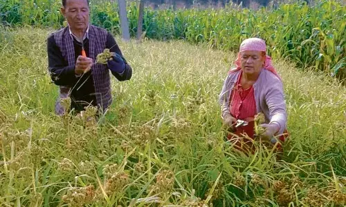 Himachal: राज्य में कृषि विकास के लिए तैयार एक लचीली फसल