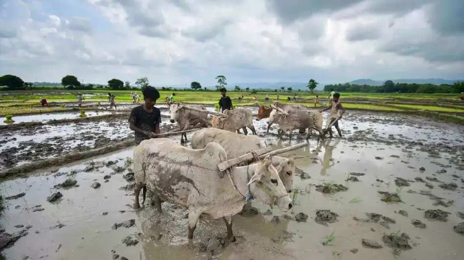 Assam की पीएम-किसान योजना में बड़ी धोखाधड़ी, फर्जी लाभार्थियों को मिले 567 करोड़ रुपये