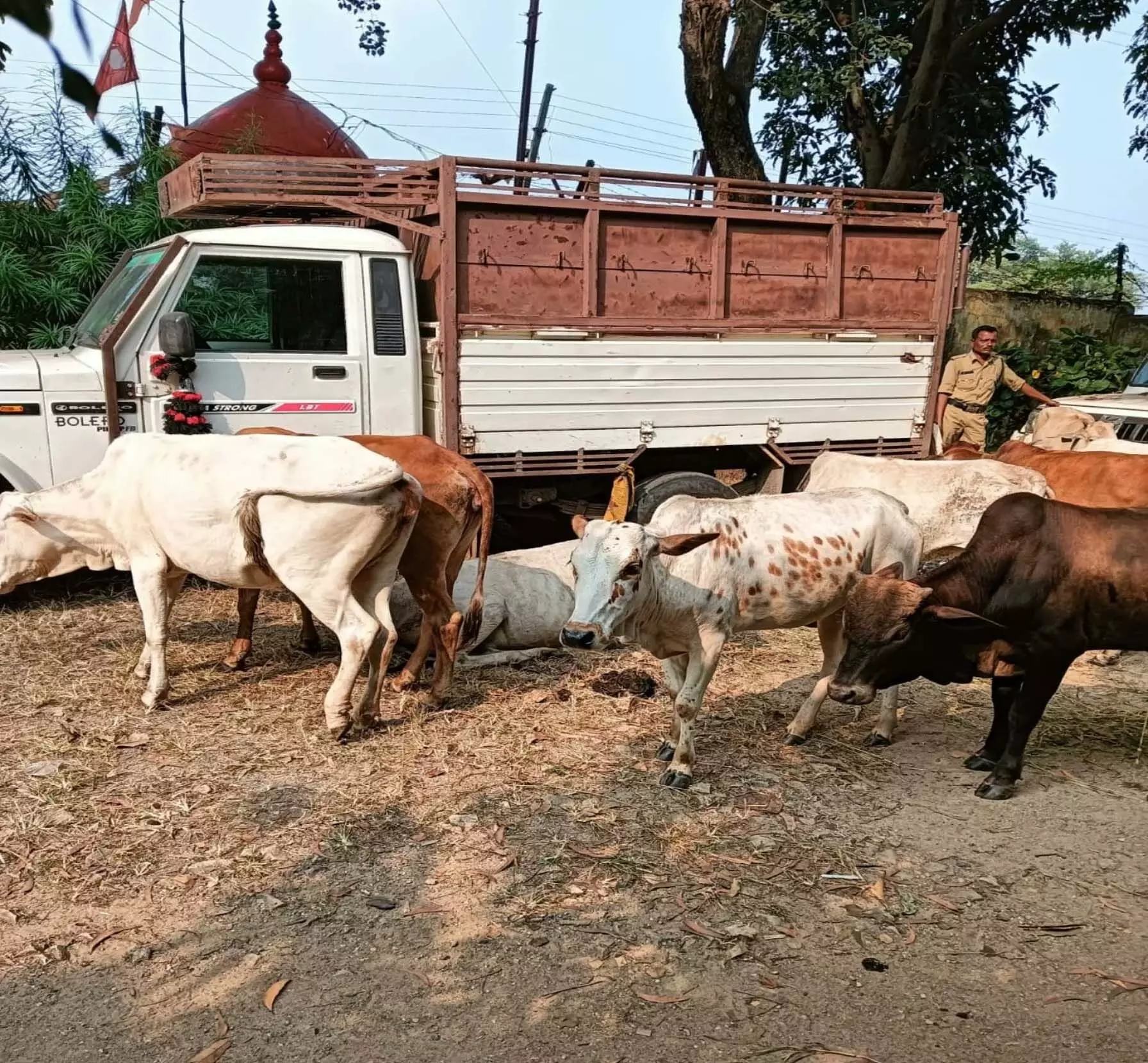 CG BREAKING: गायों की तस्करी करने वाला दरिंदा गिरफ्तार