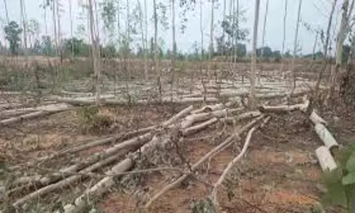 Faizabad: विवादित भूमि पर लगे पेड़ों को काटा
