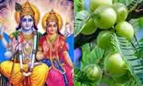 Amla Navami 2024: आंवला नवमी के दिन करें ये उपाय, घर में बनी रहेगी सुख-शांति Amla Navami 2024: आंवला नवमी के दिन करें ये उपाय, घर में बनी रहेगी सुख-शांति