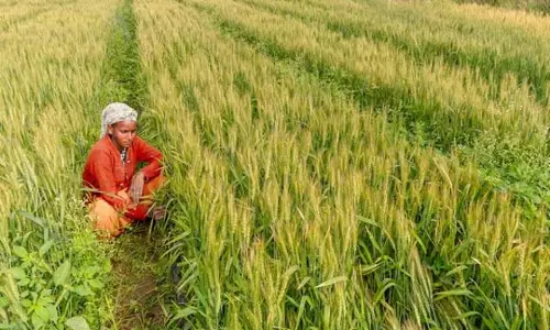 खरीफ खाद्यान्न उत्पादन में 5.7% की वृद्धि होने की संभावना