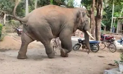 हाडागढ़ जंबो जनसंख्या में गिरावट चिंताजनक हाडागढ़ जंबो जनसंख्या में गिरावट चिंताजनक