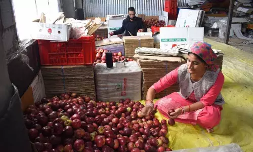 Himachal: इस सीजन में 2.08 करोड़ सेब की पेटियां बेची गईं