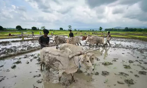 Assam की पीएम-किसान योजना में बड़ी धोखाधड़ी, फर्जी लाभार्थियों को मिले 567 करोड़ रुपये