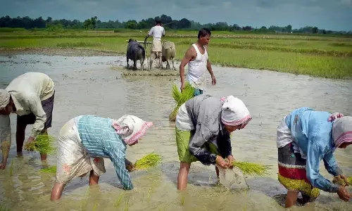 Assam का बारपेटा जिला पीएम-किसान धोखाधड़ी का केंद्र बनकर उभरा