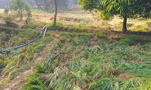 धान फसल बर्बाद, 44 हाथियों का उत्पात जारी