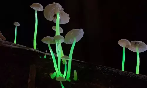 Meghalaya के जंगलों में चीन से आई दुर्लभ मशरूम प्रजाति की खोज हुई Meghalaya के जंगलों में चीन से आई दुर्लभ मशरूम प्रजाति की खोज हुई