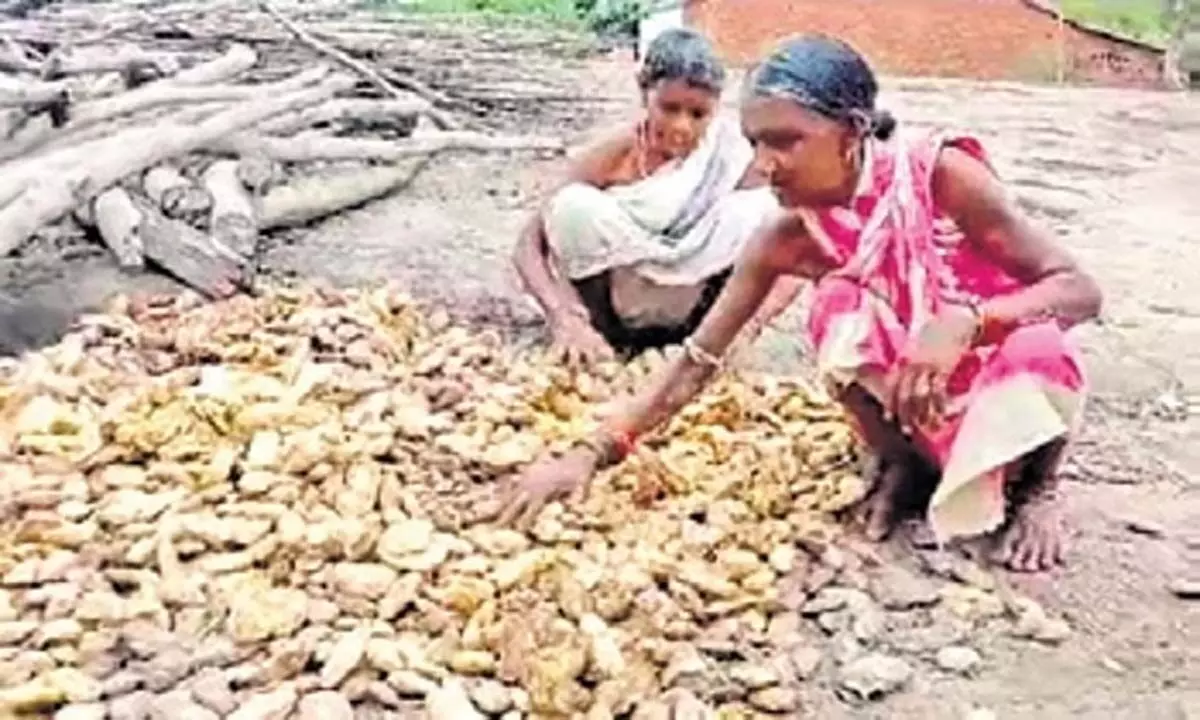 Odisha: ओडिशा आरडीसी ने कंधमाल आम की जांच शुरू की