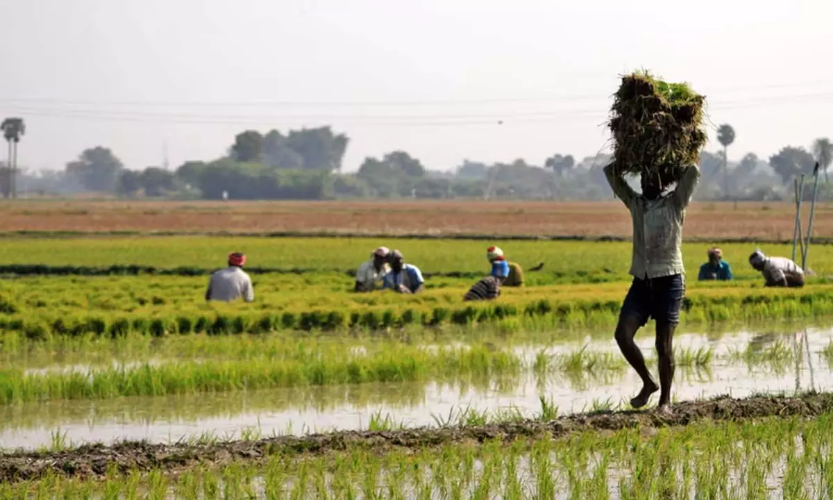 Tamil: तमिलनाडु के किसान भूमि समेकन अधिनियम लागू करने के कदम पर आंदोलन पर विचार कर रहे