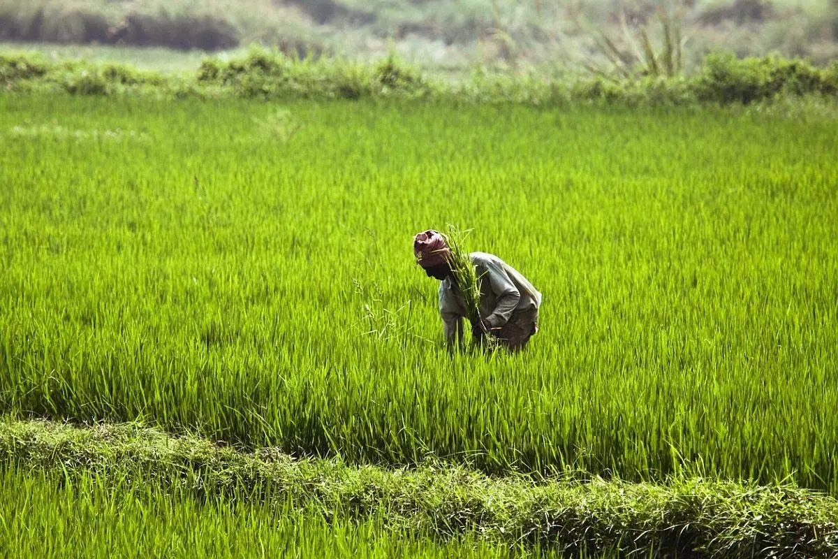 सरकार ने वित्त वर्ष 2024-25 में एफसीआई में 10,700 करोड़ रुपये के निवेश के लिए मंजूरी दी