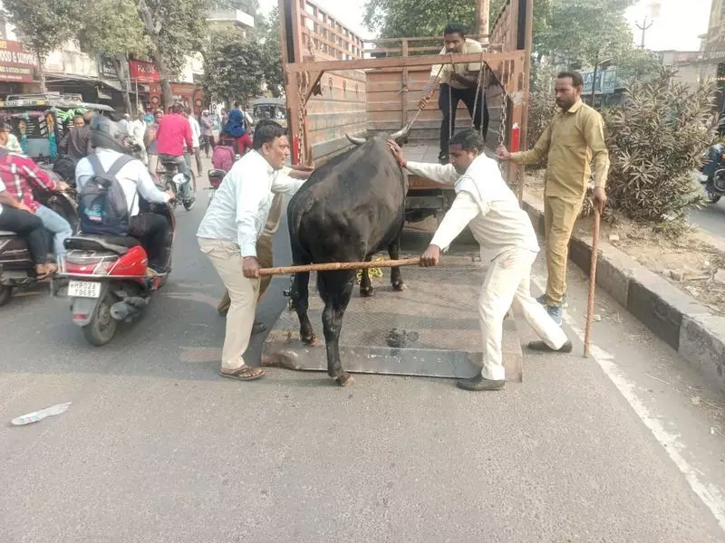 Haryana : नगर निगम की टीम ने यमुनानगर, जगाधरी में आवारा पशुओं को पकड़ा