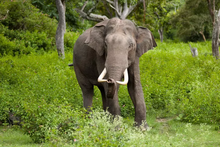 Assam : बोको में जंगली हाथी ने किसान को मार डाला