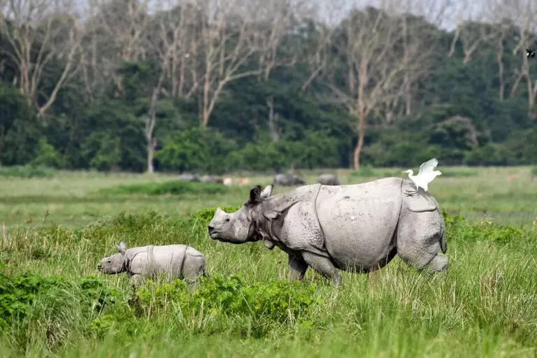 Assam : पोबितोरा वन्यजीव अभयारण्य में कथित औद्योगिक क्षेत्र की स्थापना