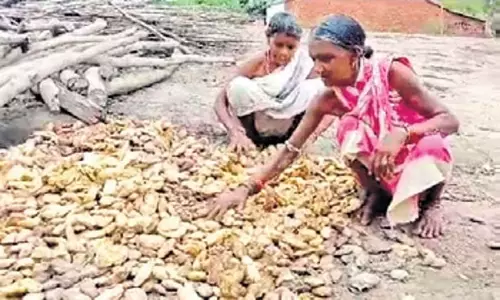 Odisha: ओडिशा आरडीसी ने कंधमाल आम की जांच शुरू की Odisha: ओडिशा आरडीसी ने कंधमाल आम की जांच शुरू की