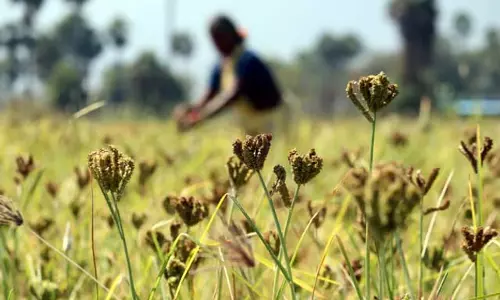 धर्मपुरी डीपीसी में रागी खरीद मूल्य बढ़ाकर 42 हजार रुपये प्रति टन किया गया धर्मपुरी डीपीसी में रागी खरीद मूल्य बढ़ाकर 42 हजार रुपये प्रति टन किया गया
