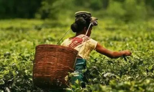 West Bengal: पहाड़ी चाय श्रमिकों के लिए 20% बोनस पर त्रिपक्षीय बैठक विफल West Bengal: पहाड़ी चाय श्रमिकों के लिए 20% बोनस पर त्रिपक्षीय बैठक विफल