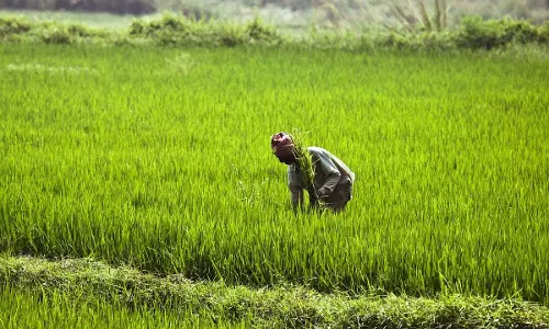 सरकार ने वित्त वर्ष 2024-25 में एफसीआई में 10,700 करोड़ रुपये के निवेश के लिए मंजूरी दी