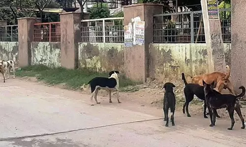 Haryana : हमारे पाठक क्या कहते हैं सड़कों पर आवारा कुत्ते