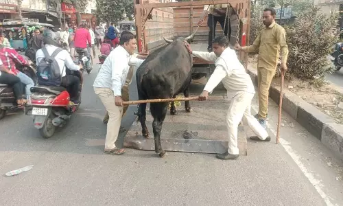 Haryana : नगर निगम की टीम ने यमुनानगर, जगाधरी में आवारा पशुओं को पकड़ा