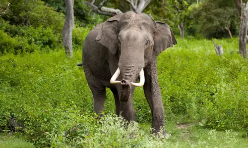 Assam : बोको में जंगली हाथी ने किसान को मार डाला Assam : बोको में जंगली हाथी ने किसान को मार डाला