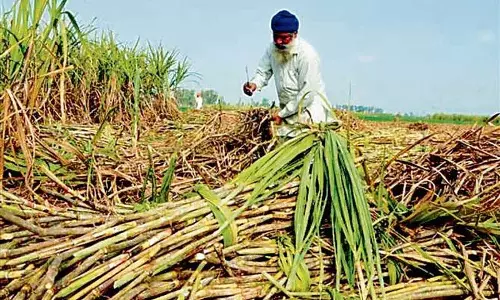 Punjab: 25 नवंबर से शुरू होगी गन्ना पेराई