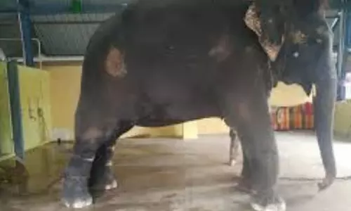 तमिलनाडु के मंदिर में Assam के हाथी के साथ फिर से दुर्व्यवहार