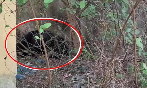 कोर्ट परिसर में घुसे भालू ने किया हमला, वनकर्मी घायल कोर्ट परिसर में घुसे भालू ने किया हमला, वनकर्मी घायल