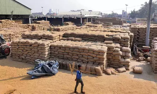 Jalandhar: अगले साल धान की बुआई से डरे किसान