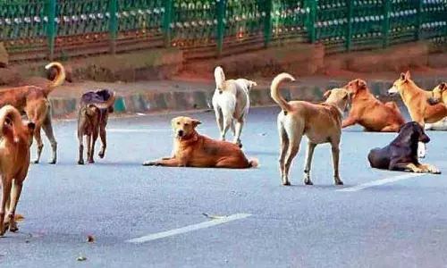 Chandigarh: पशुपालन विभाग आज शहर में पशुगणना शुरू करेगा