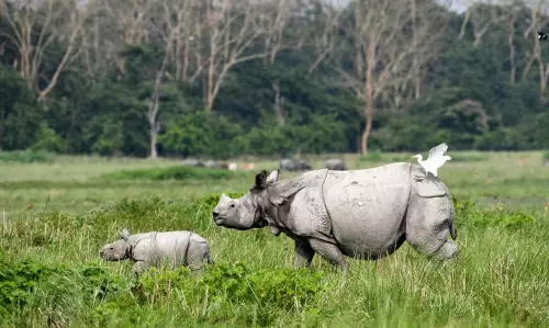 Assam : पोबितोरा वन्यजीव अभयारण्य में कथित औद्योगिक क्षेत्र की स्थापना
